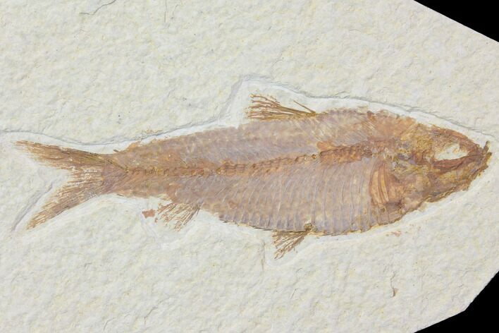 Detailed Fossil Fish (Knightia) - Wyoming #116773